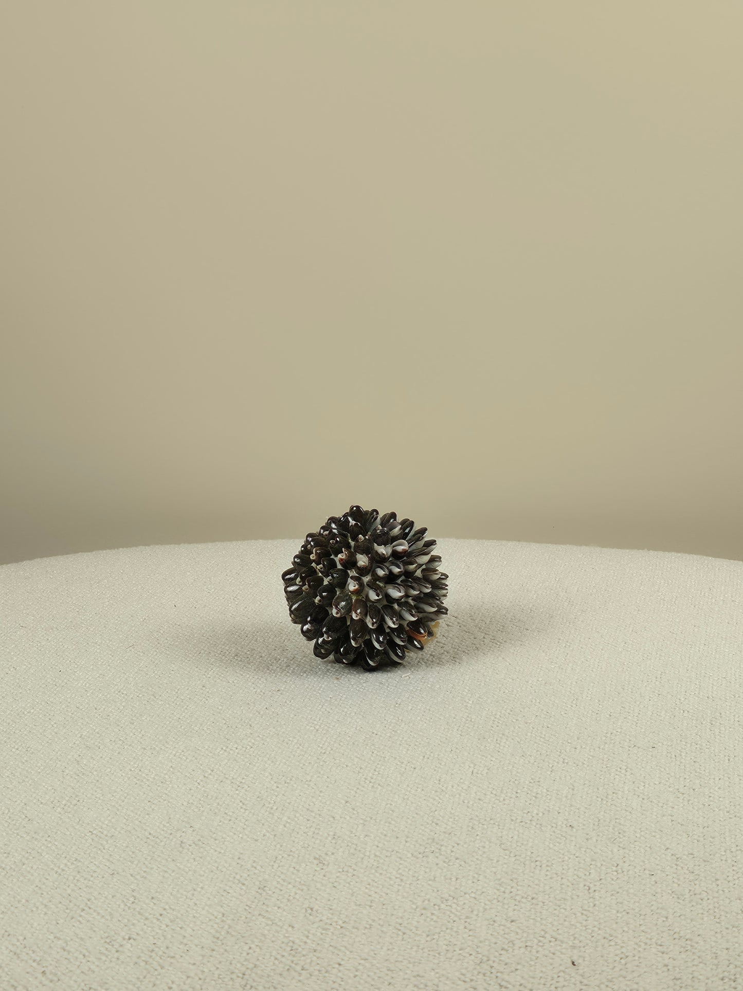 Decoratieve Schelpen Bal - Mocca